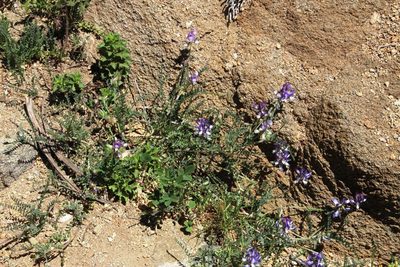 Astragalus amatus, photographed by Tony Rebelo