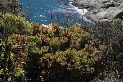 Cistanthe grandiflora, photographed by Tony Rebelo