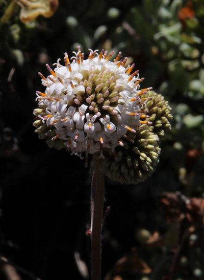 Polyachyrus poeppigii, photographed by Tony Rebelo