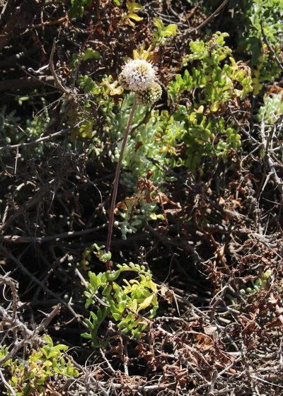 Polyachyrus poeppigii, photographed by Tony Rebelo