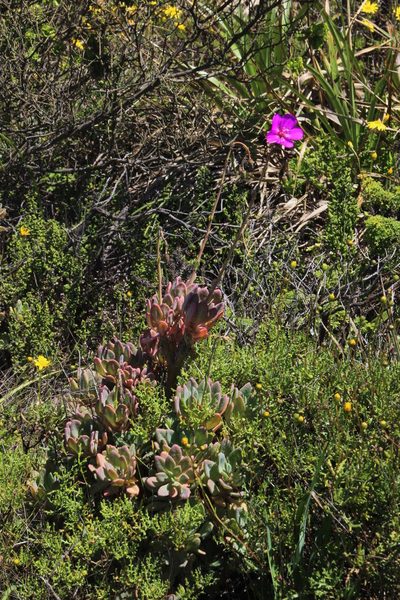 Cistanthe laxiflora, photographed by Tony Rebelo