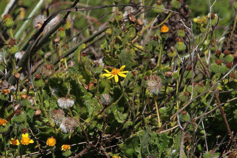 Senecio planiflorus, photographed by Tony Rebelo