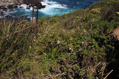 Senecio planiflorus, photographed by Tony Rebelo