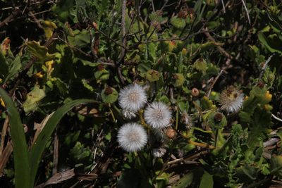 Senecio planiflorus, photographed by Tony Rebelo