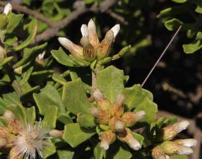 Baccharis vernalis, photographed by Tony Rebelo