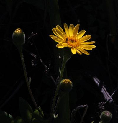 Senecio planiflorus, photographed by Tony Rebelo