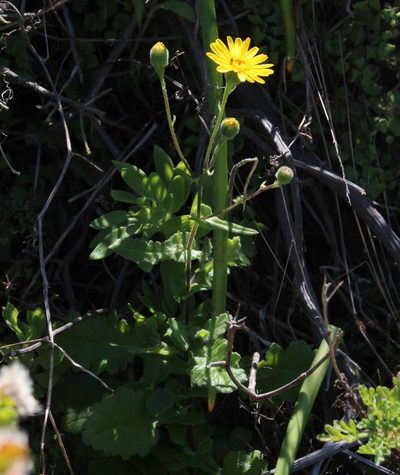 Senecio planiflorus, photographed by Tony Rebelo