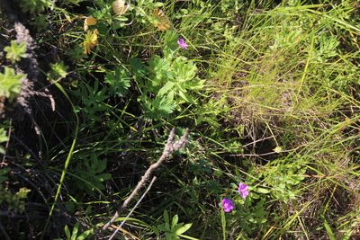 Geranium skottsbergii, photographed by Tony Rebelo