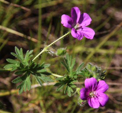 Geranium skottsbergii, photographed by Tony Rebelo