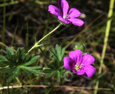 Geranium skottsbergii, photographed by Tony Rebelo