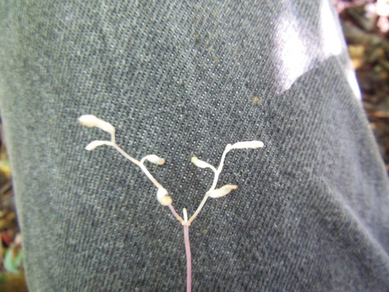 Gymnosiphon divaricatus, photographed by Neptalí Ramírez Marcial