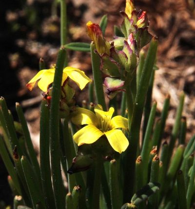 Oxalis tortuosa, photographed by Tony Rebelo