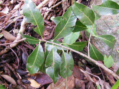 Sideroxylon persimile, photographed by Neptalí Ramírez Marcial