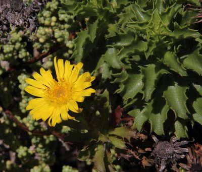 Haplopappus foliosus, photographed by Tony Rebelo