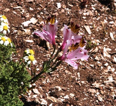 Alstroemeria pulchra, photographed by Tony Rebelo