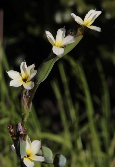 Sisyrinchium cuspidatum, photographed by Tony Rebelo