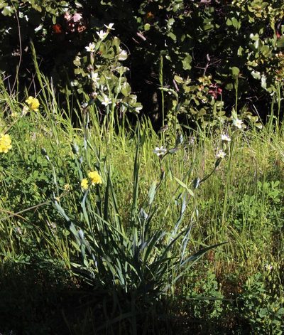 Sisyrinchium cuspidatum, photographed by Tony Rebelo