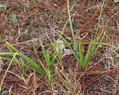 Rhynchospora baldwinii, photographed by Lauren McLaurin