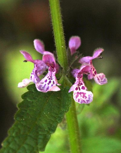 Stachys grandidentata, photographed by Tony Rebelo