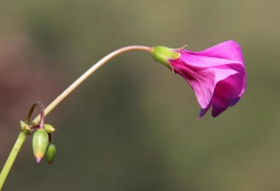 Oxalis arenaria, photographed by Tony Rebelo