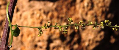 Dioscorea humifusa, photographed by Tony Rebelo