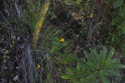 Solenomelus pedunculatus, photographed by Tony Rebelo