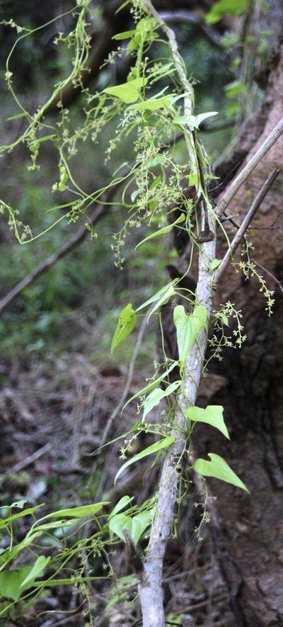 Dioscorea humifusa, photographed by Tony Rebelo