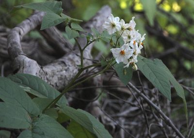 Solanum maglia, photographed by Tony Rebelo