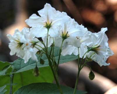 Solanum maglia, photographed by Tony Rebelo