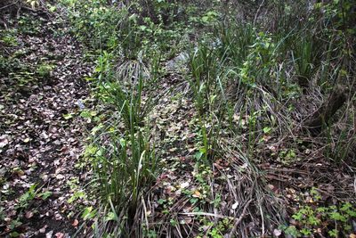 Libertia sessiliflora, photographed by Tony Rebelo