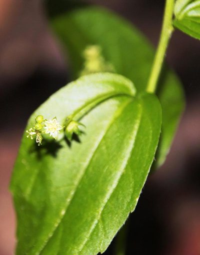 Chiropetalum tricuspidatum, photographed by Tony Rebelo