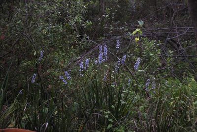 Libertia sessiliflora, photographed by Tony Rebelo