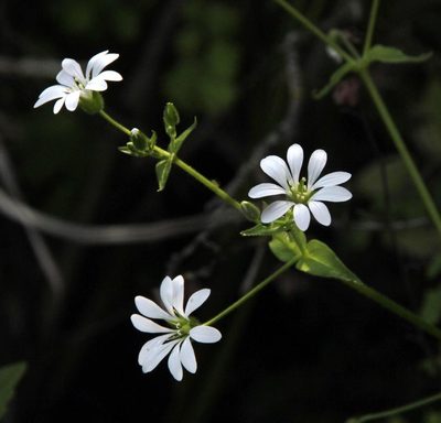 Stellaria chilensis, photographed by Tony Rebelo