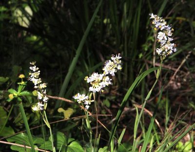 Libertia sessiliflora, photographed by Tony Rebelo