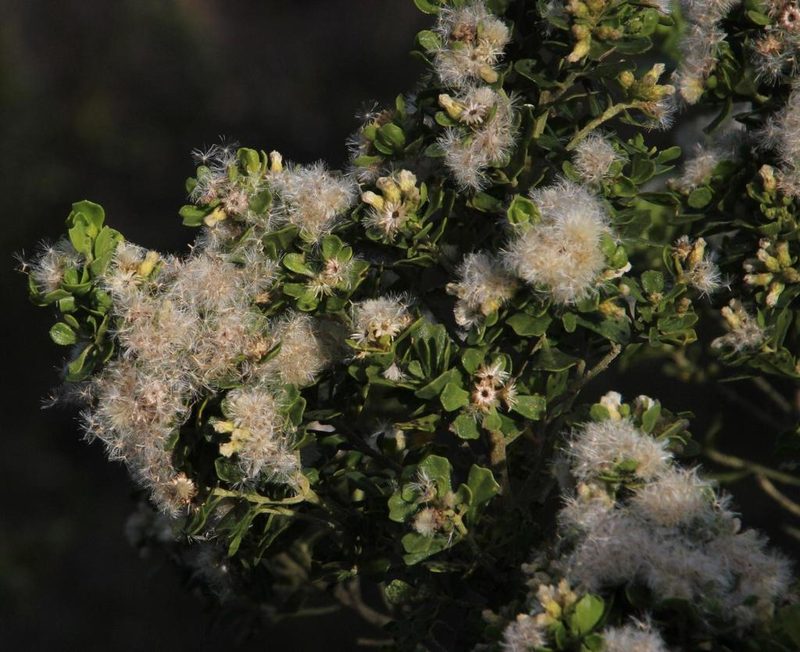 Baccharis vernalis, photographed by Tony Rebelo