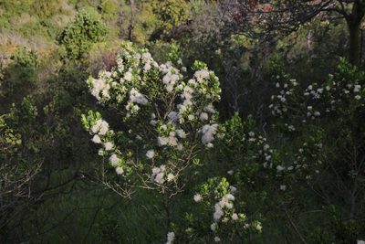 Baccharis vernalis, photographed by Tony Rebelo
