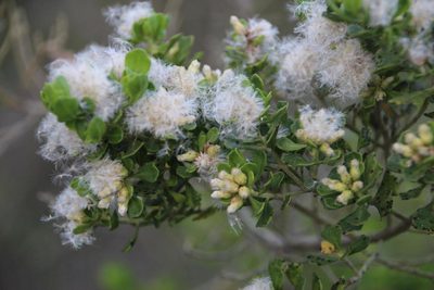 Baccharis vernalis, photographed by Tony Rebelo