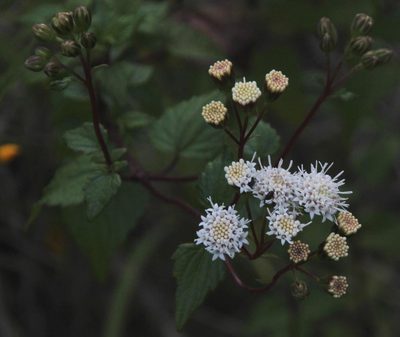 Ageratina glechonophylla, photographed by Tony Rebelo