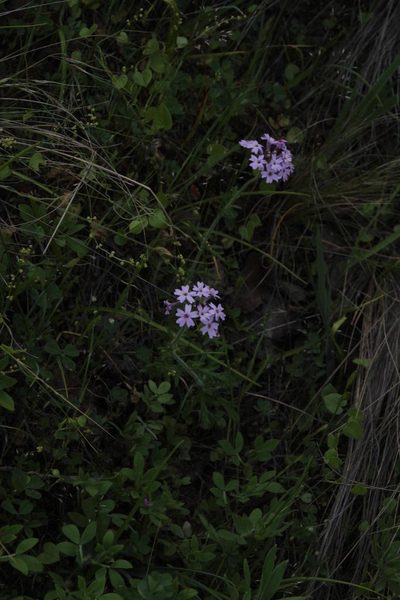 Verbena berteroi, photographed by Tony Rebelo