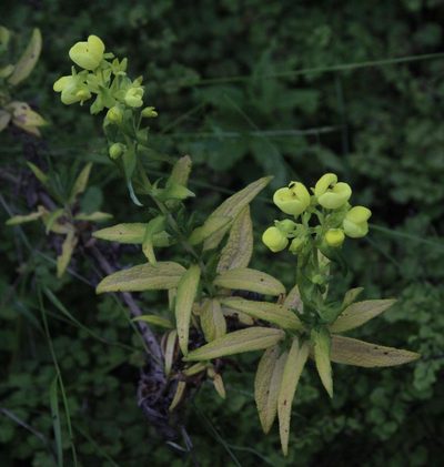 Calceolaria morisii, photographed by Tony Rebelo