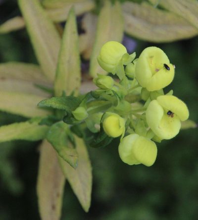 Calceolaria morisii, photographed by Tony Rebelo