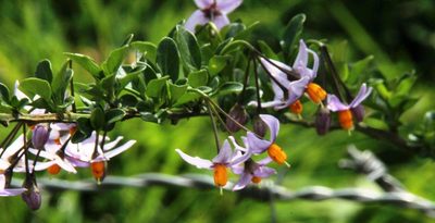 Solanum valdiviense, photographed by Tony Rebelo