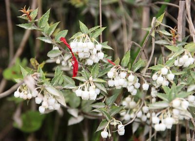 Gaultheria phillyreifolia, photographed by Tony Rebelo