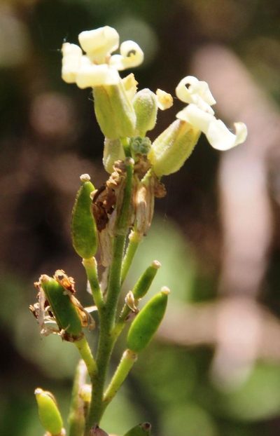 Mathewsia foliosa, photographed by Tony Rebelo
