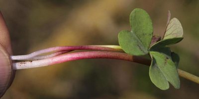 Oxalis arenaria, photographed by Tony Rebelo