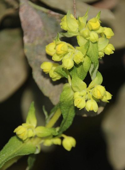 Calceolaria morisii, photographed by Tony Rebelo