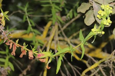 Calceolaria morisii, photographed by Tony Rebelo