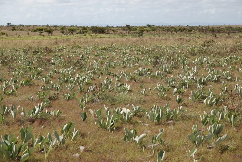 Byrsonima verbascifolia, photographed by Paul Prior