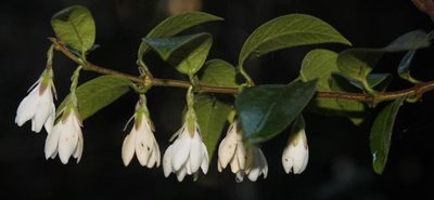 Elytropus chilensis, photographed by Tony Rebelo
