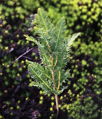 Sticherus cryptocarpus, photographed by Tony Rebelo